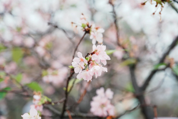 照片來源：小紅書@岗城文商旅