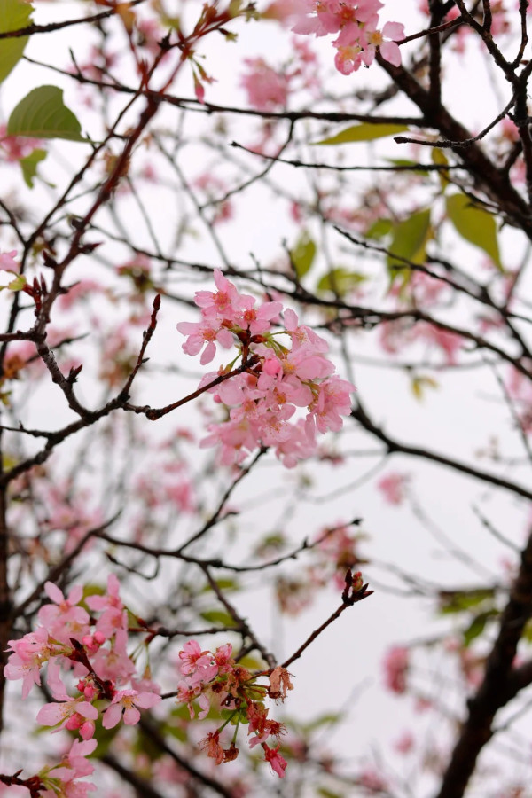 照片來源：小紅書@Caesar