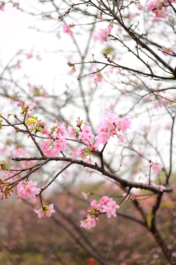 照片來源：小紅書@Caesar