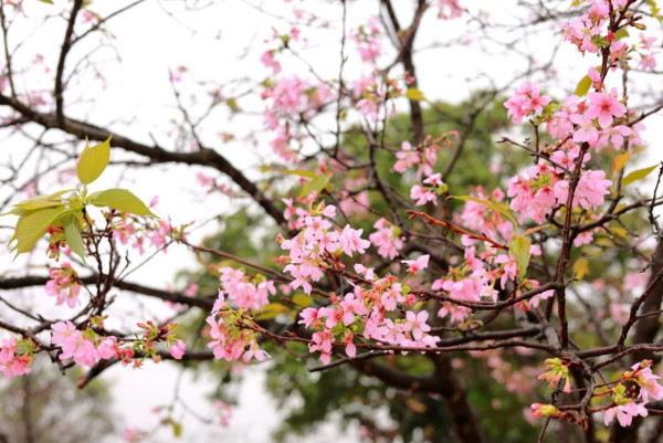 照片來源：小紅書@Caesar