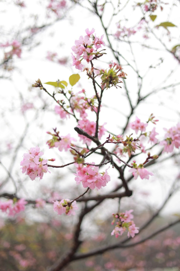 照片來源：小紅書@Caesar