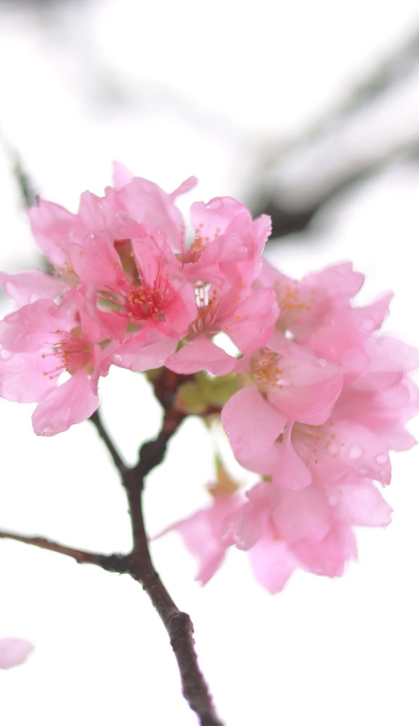 照片來源：小紅書@Caesar