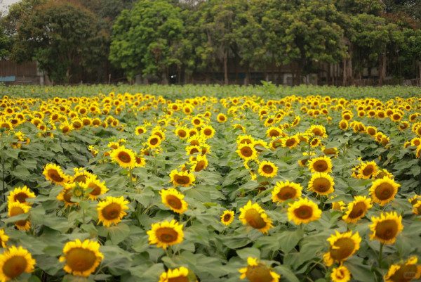 照片來源：小紅書@Caesar