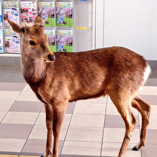 圖片來源:X @Teruki_Nosaki 圖片來源:X @Teruki_Nosaki