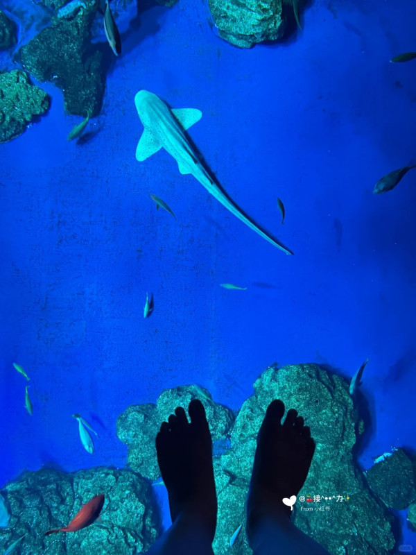 照片來源:小紅書@接ฅ^•ﻌ•^ฅ力 照片來源:小紅書@接ฅ^•ﻌ•^ฅ力