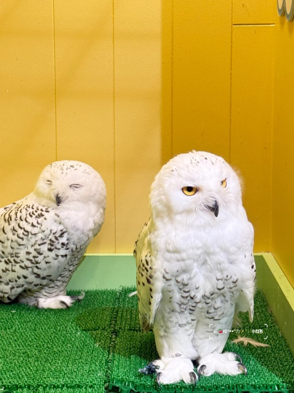 照片來源:小紅書@接ฅ^•ﻌ•^ฅ力 照片來源:小紅書@接ฅ^•ﻌ•^ฅ力