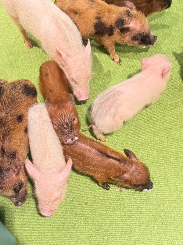 照片來源:小紅書@接ฅ^•ﻌ•^ฅ力 照片來源:小紅書@接ฅ^•ﻌ•^ฅ力