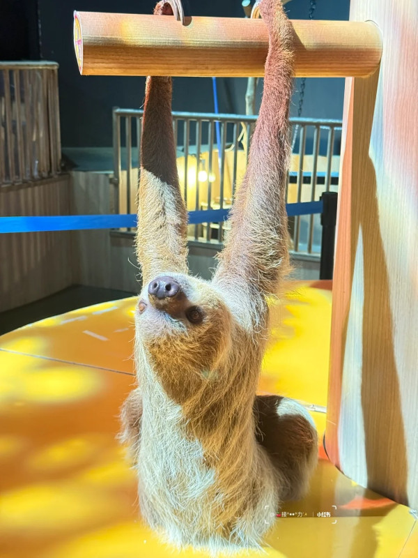 照片來源:小紅書@接ฅ^•ﻌ•^ฅ力 照片來源:小紅書@接ฅ^•ﻌ•^ฅ力