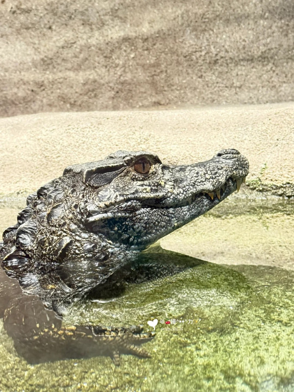 照片來源:小紅書@接ฅ^•ﻌ•^ฅ力 照片來源:小紅書@接ฅ^•ﻌ•^ฅ力