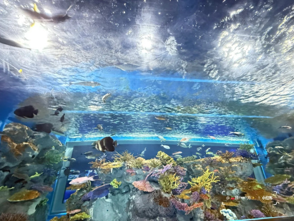 照片來源:小紅書@接ฅ^•ﻌ•^ฅ力 照片來源:小紅書@接ฅ^•ﻌ•^ฅ力