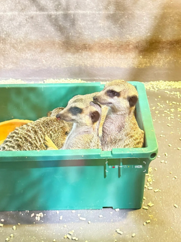 照片來源:小紅書@接ฅ^•ﻌ•^ฅ力 照片來源:小紅書@接ฅ^•ﻌ•^ฅ力