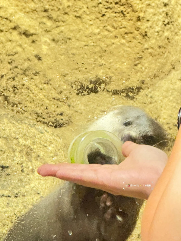 照片來源:小紅書@接ฅ^•ﻌ•^ฅ力 照片來源:小紅書@接ฅ^•ﻌ•^ฅ力