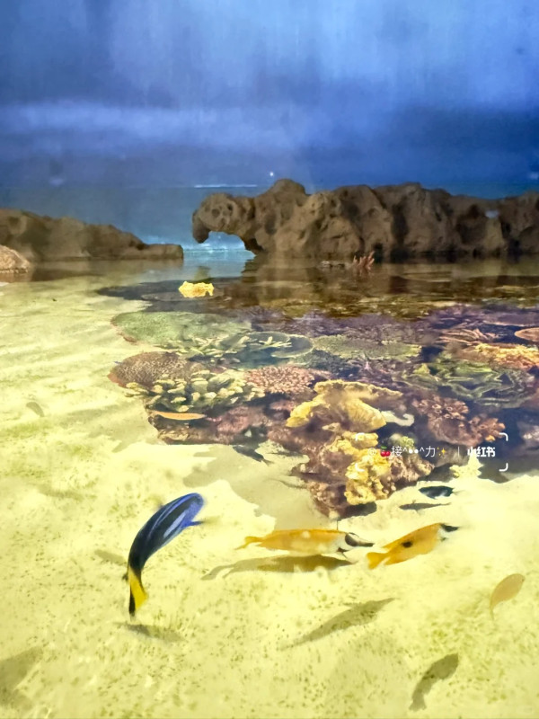 照片來源:小紅書@接ฅ^•ﻌ•^ฅ力 照片來源:小紅書@接ฅ^•ﻌ•^ฅ力