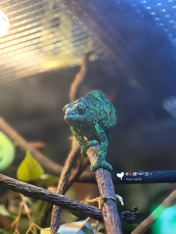 照片來源:小紅書@接ฅ^•ﻌ•^ฅ力 照片來源:小紅書@接ฅ^•ﻌ•^ฅ力