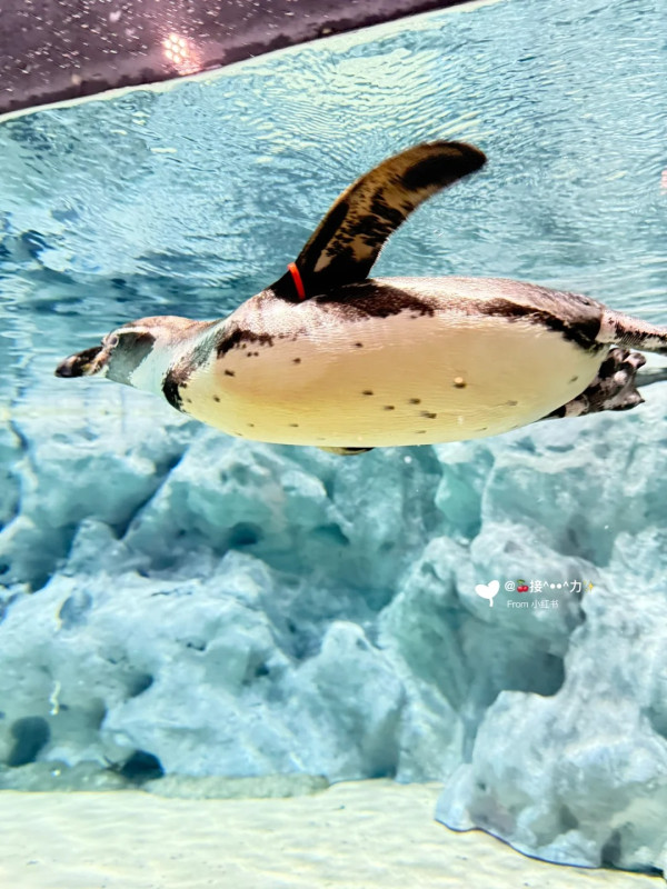 照片來源:小紅書@接ฅ^•ﻌ•^ฅ力 照片來源:小紅書@接ฅ^•ﻌ•^ฅ力