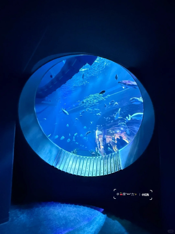 照片來源:小紅書@接ฅ^•ﻌ•^ฅ力 照片來源:小紅書@接ฅ^•ﻌ•^ฅ力