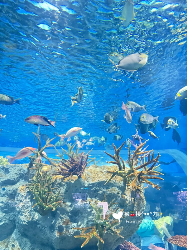 照片來源:小紅書@接ฅ^•ﻌ•^ฅ力 照片來源:小紅書@接ฅ^•ﻌ•^ฅ力