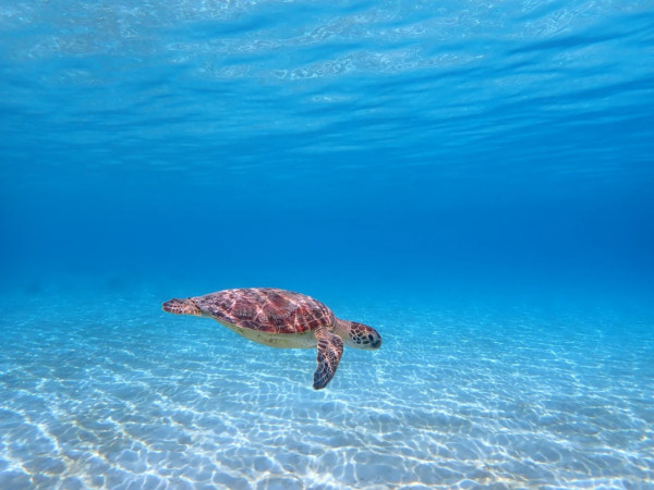 照片來源:小紅書@敲敲这碗糖酒粥 照片來源:小紅書@敲敲这碗糖酒粥