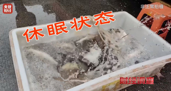 央視揭活魚運輸黑幕！「三無麻醉劑」混工業酒精恐傷肝致盲 附5大揀魚貼士