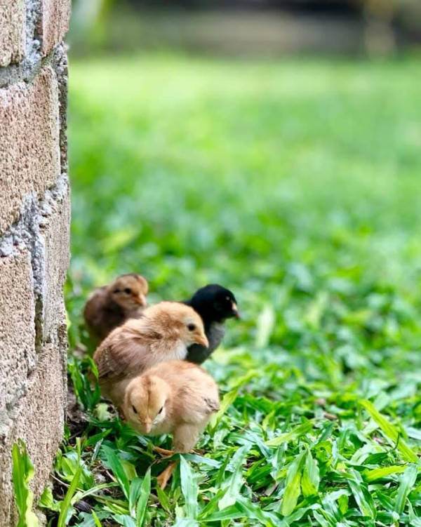 Gen Z躺平想退休？馬來西亞首間青年養老院引熱議！月費只需約HK,600包食宿 