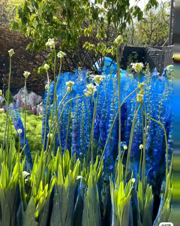 (圖片來源:小紅書@周末好去处668) 2026粵港澳大灣區花展全攻略!必看莫奈花船、浪漫鳶尾花海