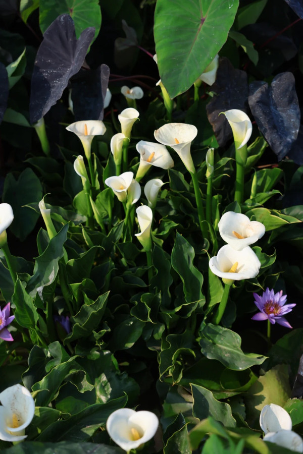 (圖片來源:小紅書@素年锦时📷) 2026粵港澳大灣區花展全攻略!必看莫奈花船、浪漫鳶尾花海