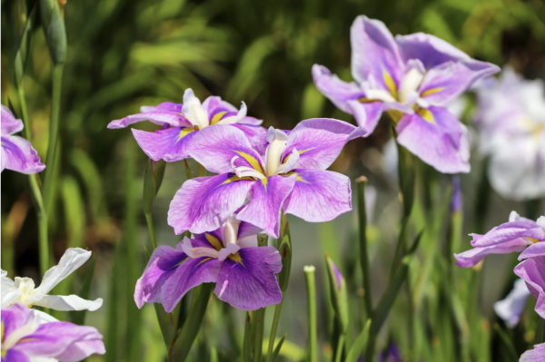 (圖片來源:unsplash) 2026粵港澳大灣區花展全攻略!必看莫奈花船、浪漫鳶尾花海