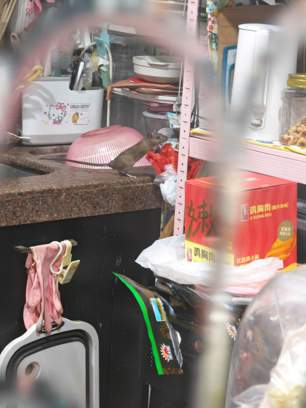 老鼠困廚房2日都唔走？事主實測7塊黐鼠板圍攻都無用！網民教一招火速捕鼠成功