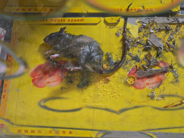 老鼠困廚房2日都唔走？事主實測7塊黐鼠板圍攻都無用！網民教一招火速捕鼠成功