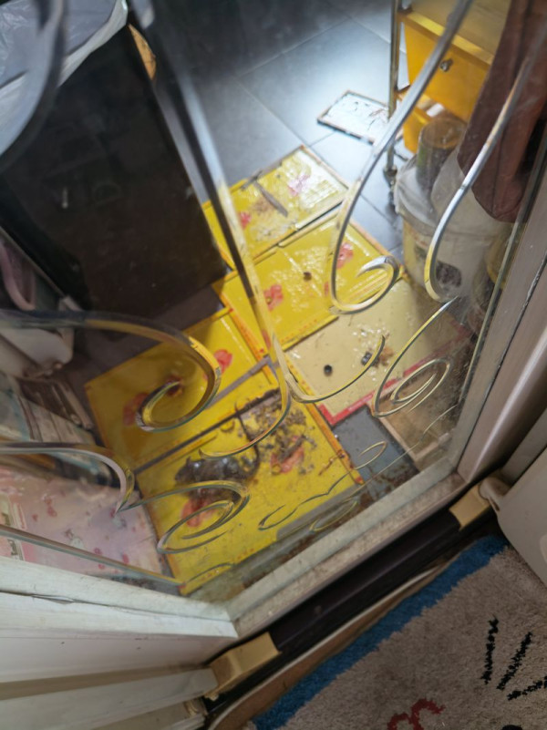 老鼠困廚房2日都唔走？事主實測7塊黐鼠板圍攻都無用！網民教一招火速捕鼠成功