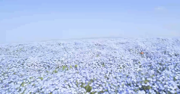 大阪舞洲粉蝶花祭2026|4.4 萬平方米藍色花海4月回歸 《葬送的芙莉蓮》蒼月草現實版