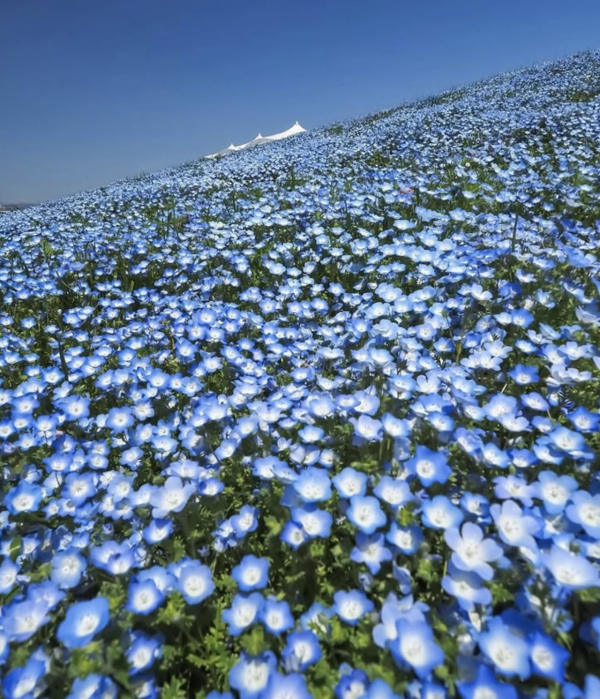 大阪舞洲粉蝶花祭2026|4.4 萬平方米藍色花海4月回歸 《葬送的芙莉蓮》蒼月草現實版