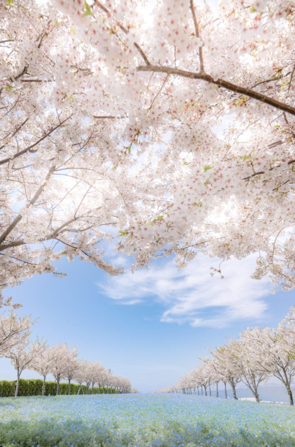 大阪舞洲粉蝶花祭2026|4.4 萬平方米藍色花海4月回歸 《葬送的芙莉蓮》蒼月草現實版