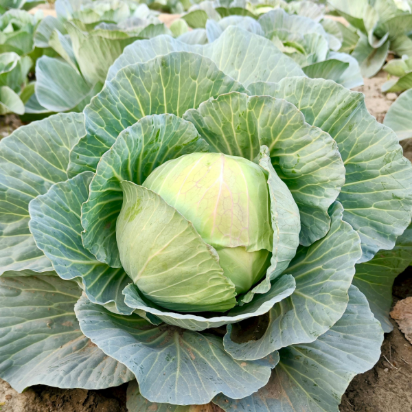 廚房食材變風水寶物！蘇民峰教「食物改運法」：海鹽化病位／門口擺呢種菜最旺財？呢類人食ＯＯ催谷健康運