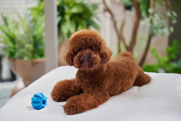 【免費試住】全新五星級酒店！設獨棟式Villa/寵物友善/私人花園 偽出國度假首選！