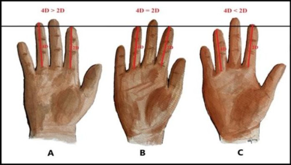 甚麼是「2D:4D比率」？圖片來源：Facebook@韋恩的食農生活