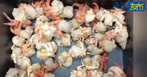 連假北上注意!女子背包藏59隻活寄居蟹闖拱北口岸被截 海關籲過關勿帶活體動物