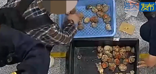 連假北上注意!女子背包藏59隻活寄居蟹闖拱北口岸被截 海關籲過關勿帶活體動物