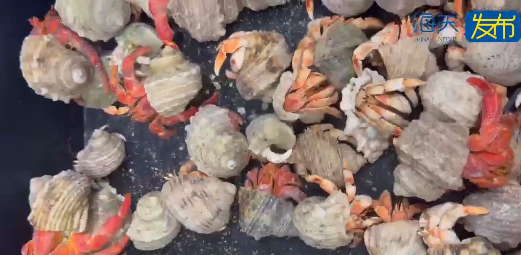 連假北上注意!女子背包藏59隻活寄居蟹闖拱北口岸被截 海關籲過關勿帶活體動物