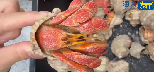 連假北上注意!女子背包藏59隻活寄居蟹闖拱北口岸被截 海關籲過關勿帶活體動物