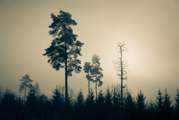 Gemini解夢指令︰發夢俾蛇咬、甩牙代表咩？ 拆解夢境迷思【附15個解夢Prompts】