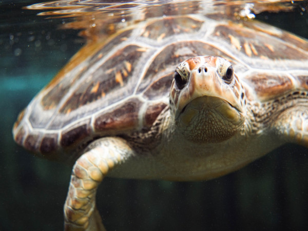 復活節|西貢萬宜水庫東壩恐逼爆!漁護署:或實施「人流管制」!南丫島深灣4月起封閉7個月