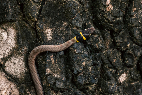 Gemini解夢指令︰發夢俾蛇咬、甩牙代表咩？ 拆解夢境迷思【附15個解夢Prompts】