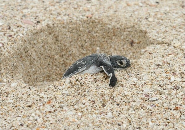 復活節|西貢萬宜水庫東壩恐逼爆!漁護署:或實施「人流管制」!南丫島深灣4月起封閉7個月