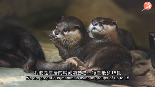 香港動植物公園逾200隻動物！免費睇紅頸袋鼠/樹懶/紅鸛！必睇水瀨餵食訓練 附開放時間+交通方法