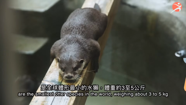 香港動植物公園逾200隻動物！免費睇紅頸袋鼠/樹懶/紅鸛！必睇水瀨餵食訓練 附開放時間+交通方法