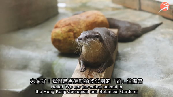 香港動植物公園逾200隻動物！免費睇紅頸袋鼠/樹懶/紅鸛！必睇水瀨餵食訓練 附開放時間+交通方法