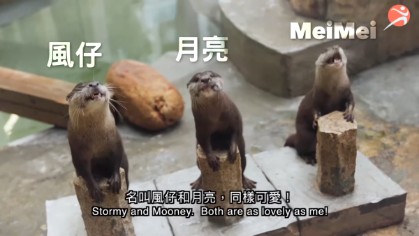 香港動植物公園逾200隻動物！免費睇紅頸袋鼠/樹懶/紅鸛！必睇水瀨餵食訓練 附開放時間+交通方法