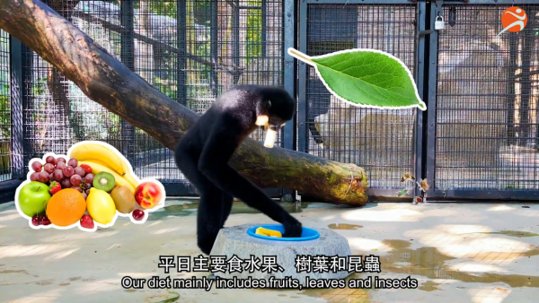 香港動植物公園逾200隻動物！免費睇紅頸袋鼠/樹懶/紅鸛！必睇水瀨餵食訓練 附開放時間+交通方法