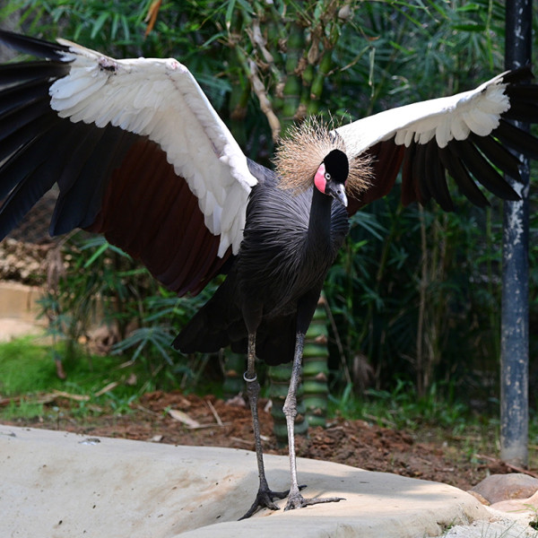 香港動植物公園逾200隻動物！免費睇紅頸袋鼠/樹懶/紅鸛！必睇水瀨餵食訓練 附開放時間+交通方法
